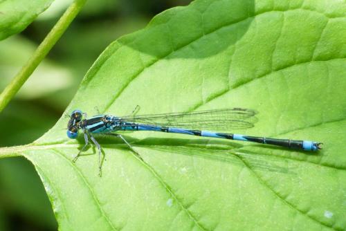 Réf. 233 291 : Erythromma lindenii